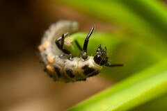 Coccinella undecimpunctata