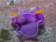 Sagaminopteron ornatum