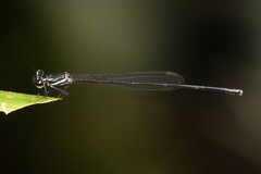 Prodasineura collaris