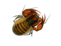 Chthoniidae