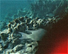 Lachnolaimus maximus