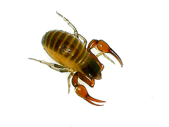 Chthoniidae