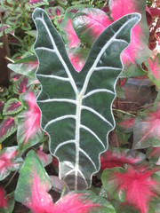 Alocasia × mortfontanensis