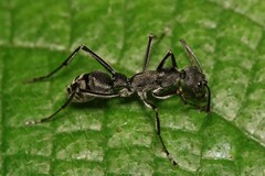 Diacamma geometricum