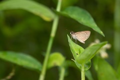 Vehilius stictomenes