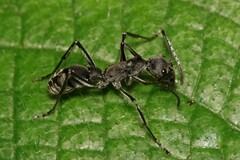 Diacamma geometricum