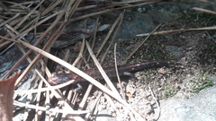 Pseudoeurycea leprosa