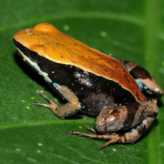 Mantella ebenaui