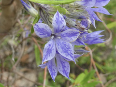 Billardiera variifolia