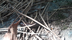 Pseudoeurycea leprosa