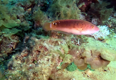 Austrolabrus maculatus