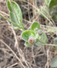 Blumea oxyodonta