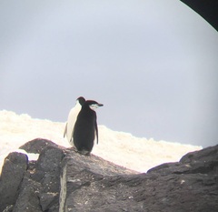 Pygoscelis antarcticus