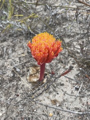 Haemanthus sanguineus