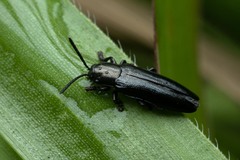 Image of Stenispa sallei