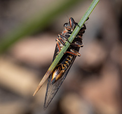 Atrapsalta encaustica