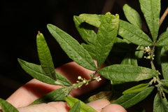 Zieria euthadenia