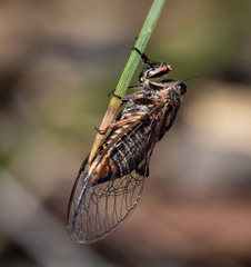 Atrapsalta encaustica