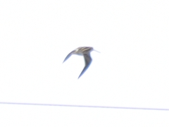 Gallinago gallinago