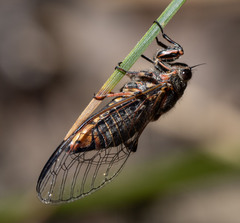 Atrapsalta encaustica