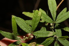Zieria euthadenia