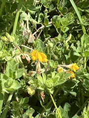 Lotus suaveolens