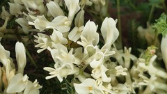 Astragalus angustifolius