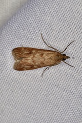 Achyra affinitalis