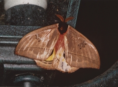 Automeris belti