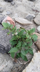Solanum nigrum