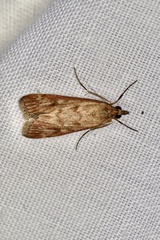 Achyra affinitalis