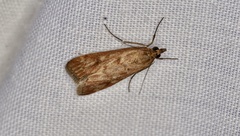 Achyra affinitalis