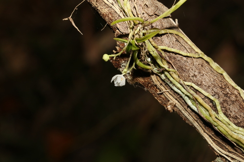 Image of Sarcochilus hillii by (c) Greg Tasney, some rights reserved (CC BY-SA)