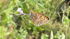 Melitaea syriaca