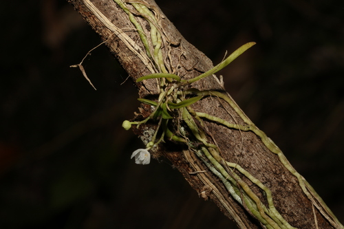 Image of Sarcochilus hillii by (c) Greg Tasney, some rights reserved (CC BY-SA)