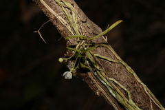 Sarcochilus hillii