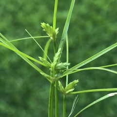 Cyperus gracilis