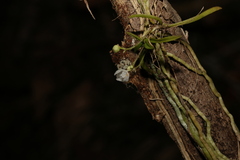 Sarcochilus hillii