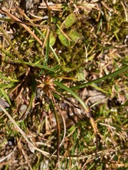 Carex cephalotes