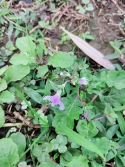 Mazus pumilus