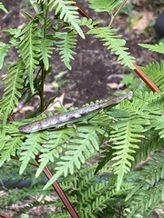 Polyspilota aeruginosa