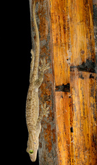 Gekko smithii