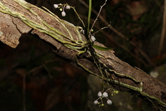 Sarcochilus hillii