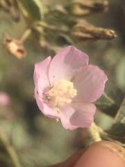 Horsfordia alata