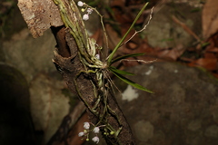 Sarcochilus hillii
