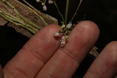 Sarcochilus hillii