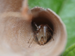 Phonognatha graeffei