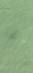 Ogcocephalidae