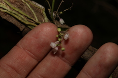 Sarcochilus hillii