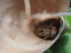 Phonognatha graeffei